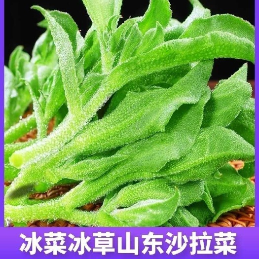 新鲜冰菜 冰草 火锅生吃凉拌 沙拉菜