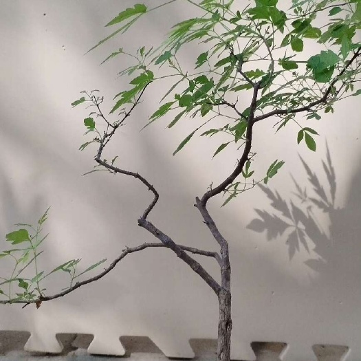 洛宁县山区黄荆，可用做观赏，新鲜杆叶和种子是中药材。欢迎咨询！