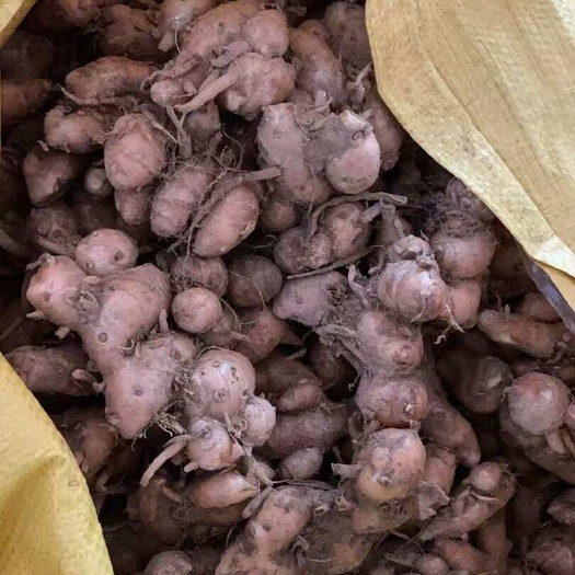 沙姜种