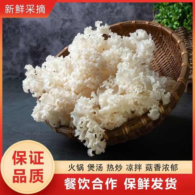 新鲜绣球菌  优质蔬菜食用菌 批发零售