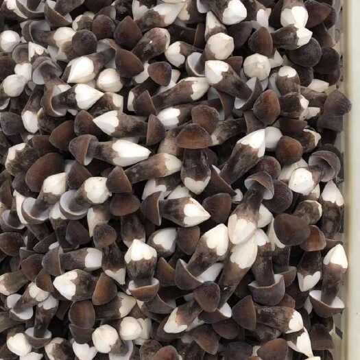 新鲜黑皮鸡枞菌  一级二级三级规格齐全