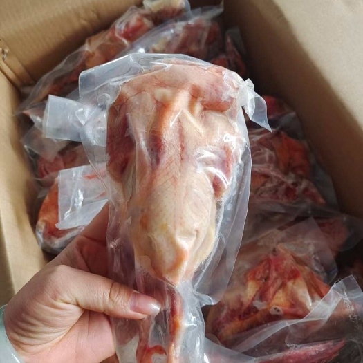 临沂乳鸽山东腾惠更多客户的选择