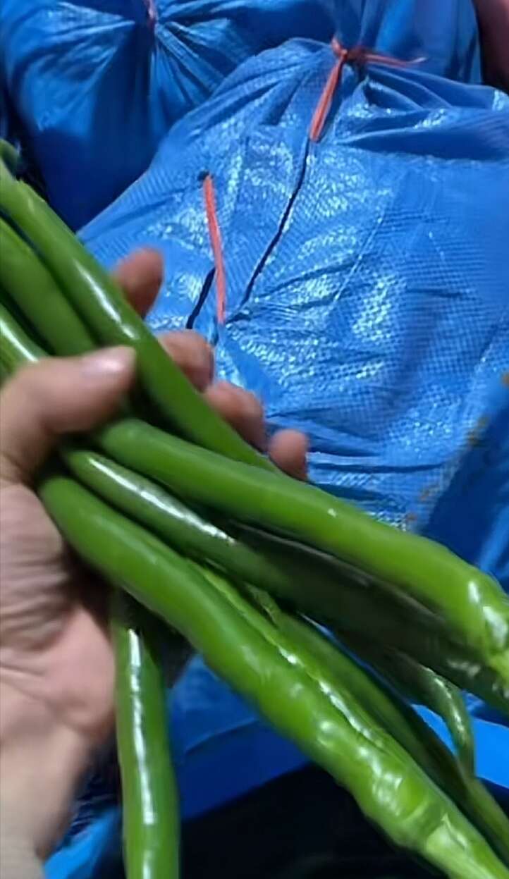 线椒新鲜采摘 海南昌江黎族自治县石碌镇农户产地直发辣椒菜品