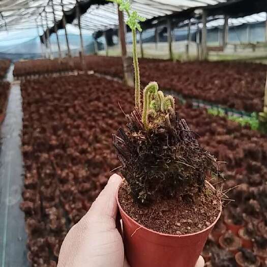大余县红磷蕨：室内绿植盆景的灵动雅韵