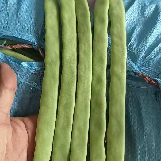 昆明綠扁豆