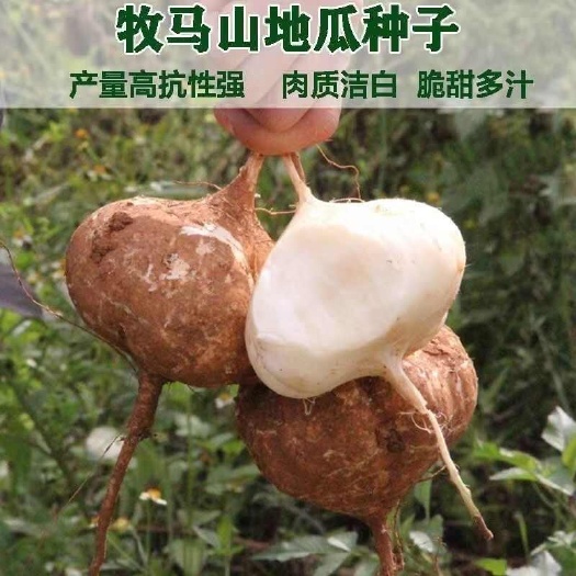 长沙牧马山地瓜种子水果凉薯特大香甜早熟白番薯沙葛土瓜四季蔬菜种籽