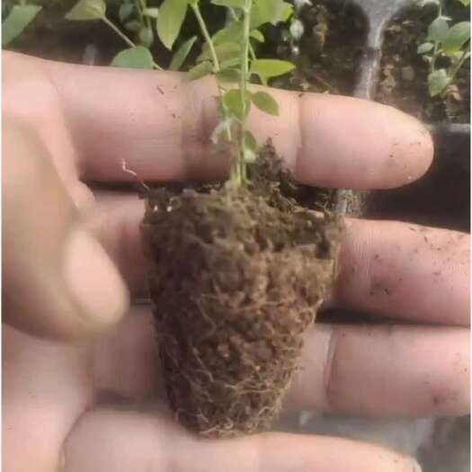 蓝莓苗 穴盘苗，脱毒组培苗 品种保证 基地直发