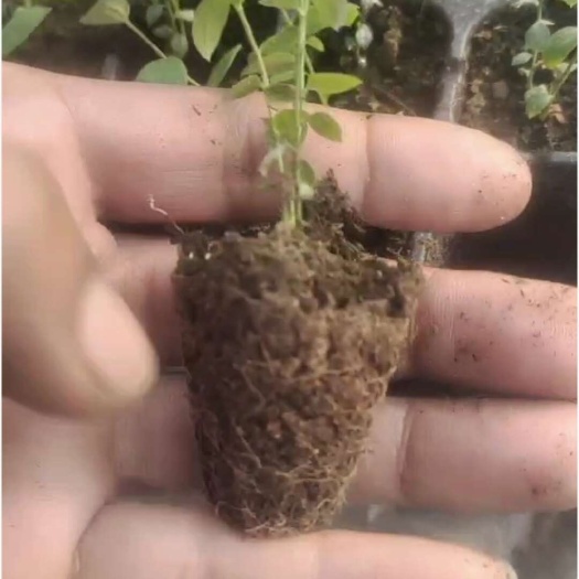 肥城市蓝莓苗 穴盘苗，脱毒组培苗 品种保证 基地直发