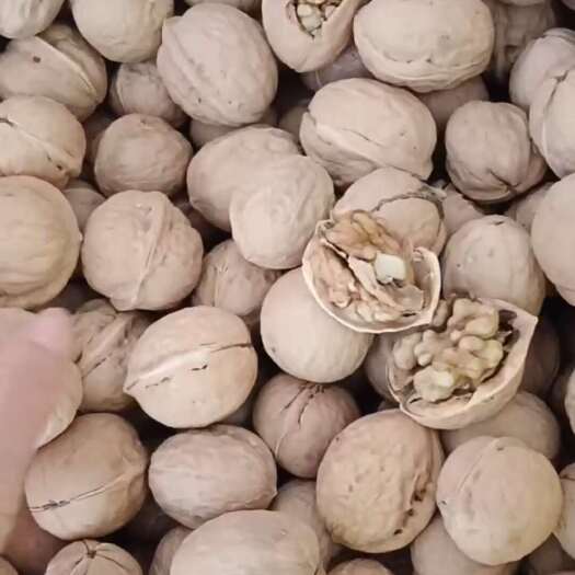 乐陵市新疆核桃，薄皮核桃，个头大，饱满