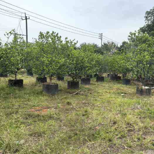 普宁市大量3/7斤袋地被苗 3-80公分直径乔木