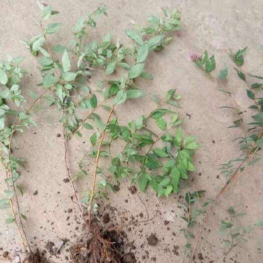 湛江珍珠绣线菊