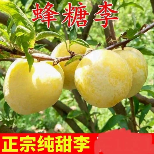 临朐县蜂糖李子树苗嫁接特大晚熟脱骨青脆李子果树苗南北方种三华李树苗