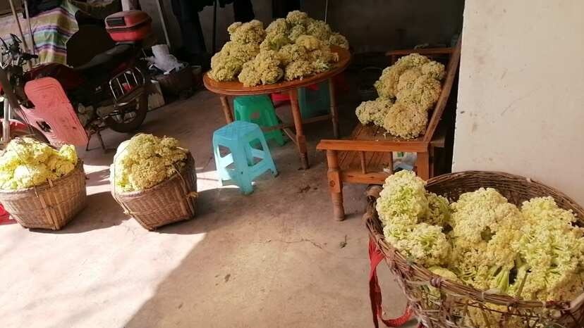 仁寿县散花菜，一万斤