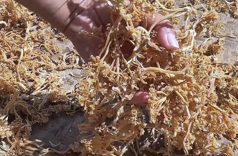 仁寿县干花菜