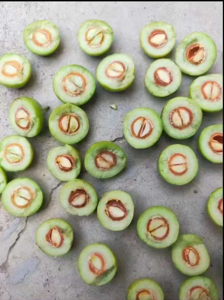 晋酸三号酸枣苗，耐旱耐寒，适合荒山坡地，沾泥浆保湿发货