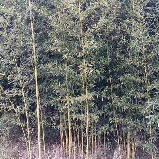 黄槽竹