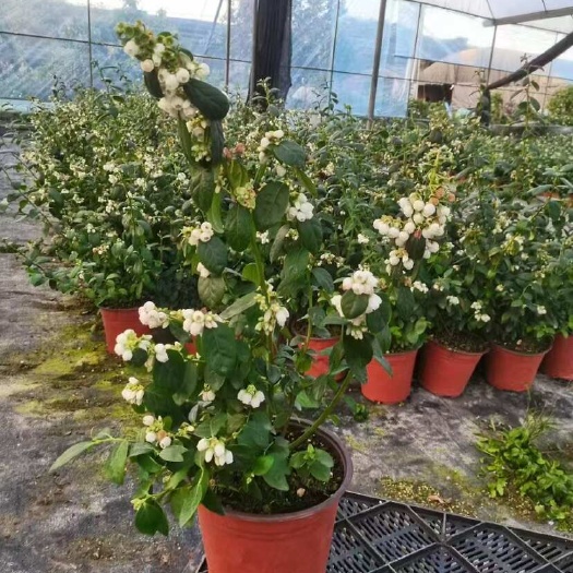 广州蓝莓树果苗蓝莓苗盆栽地栽带大果南北方种植苗兔眼绿宝石果树