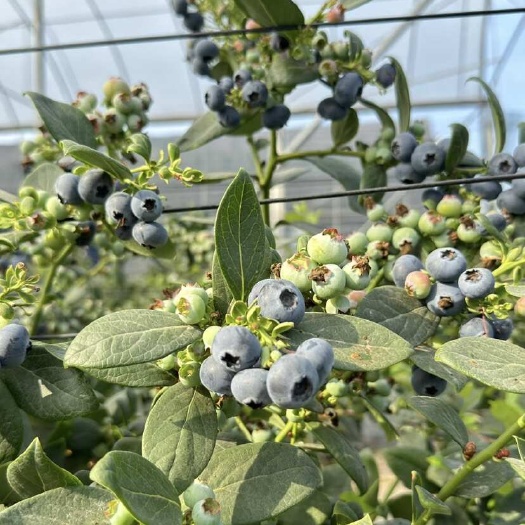 广州蓝莓树果苗盆栽带果发货阳台南北方种植蓝莓果树苗特大号当年