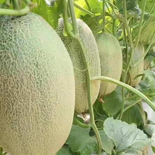 乐东县海南乐东产地西州蜜哈密瓜整车供应批发当季甜瓜果鲜品直采供货商