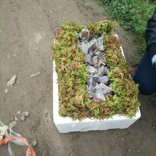 沁水县枫树