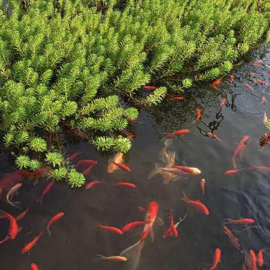霍邱县狐尾藻 狐尾草 水葫芦 水芙蓉浮水植物 水草净化水质龙虾养殖