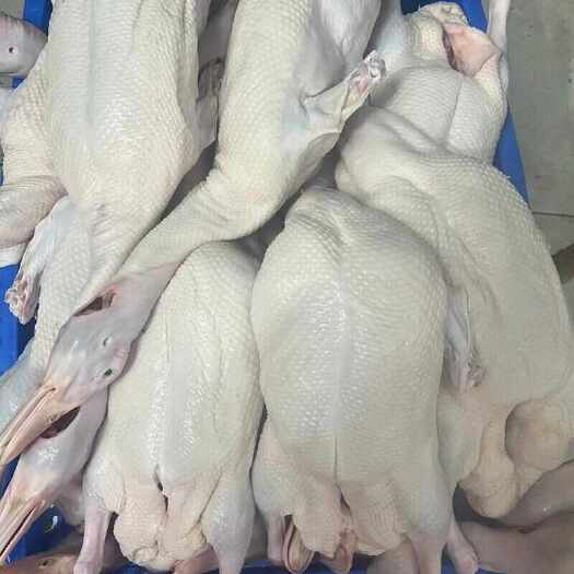 桂林白鸭 白条 净膛 每天新鲜现杀 屠宰场大量供货