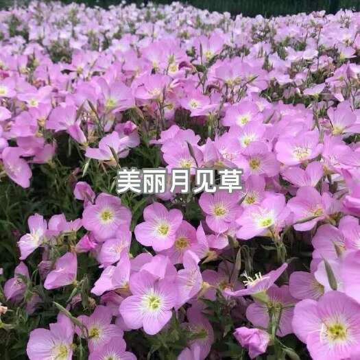 天津春播种子:美丽月见草