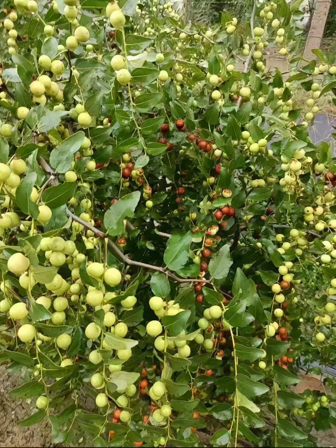 晋酸三号酸枣苗，耐旱耐寒，适合荒山坡地，沾泥浆保湿发货