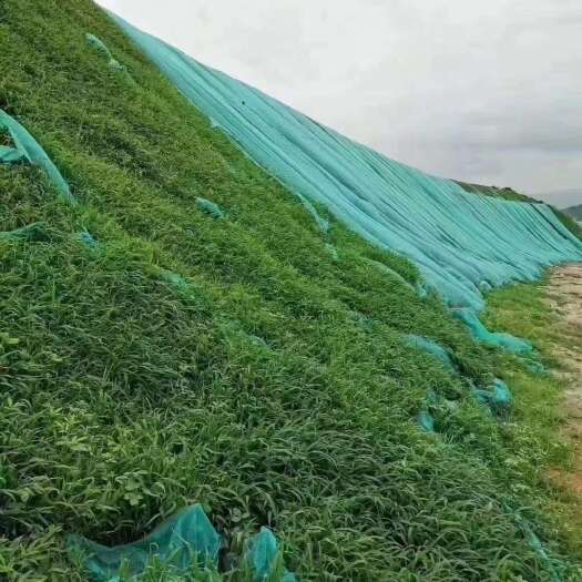 南宁覆绿宽叶草