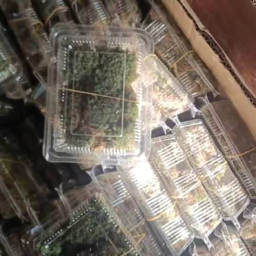 太湖县盒装白发藓