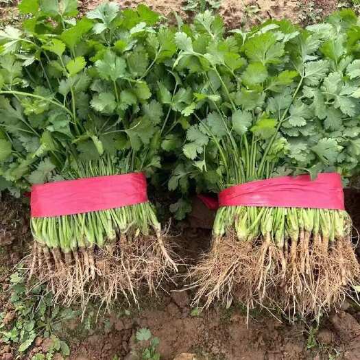 邯郸河北永年大叶香菜 杆长25到30cm 新鲜直发