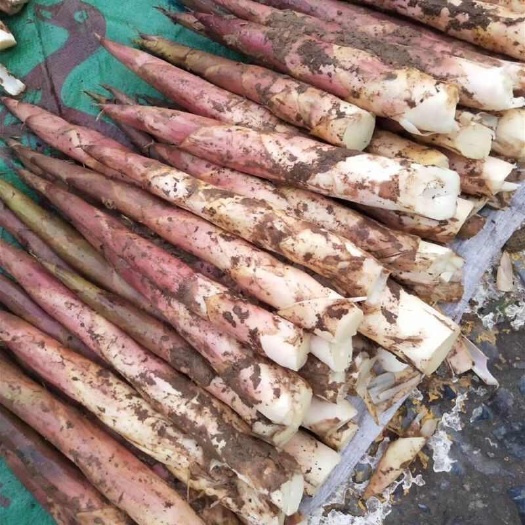 弋阳县新鲜竹笋雷笋春笋冬笋整箱批发带壳