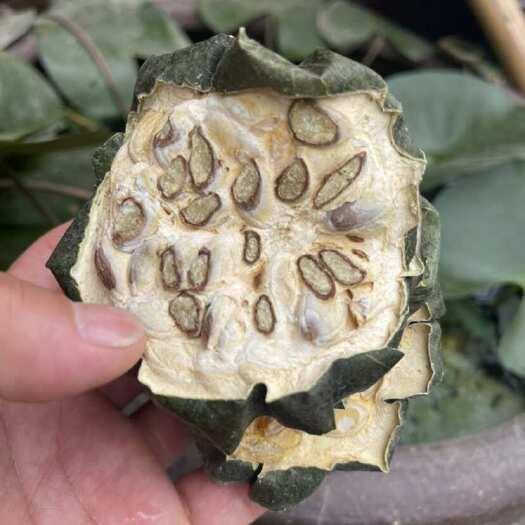 亳州瓜蒌实 瓜蒌片 全瓜蒌中药材全栝楼片 天花粉 瓜蒌果 瓜蒌蛋
