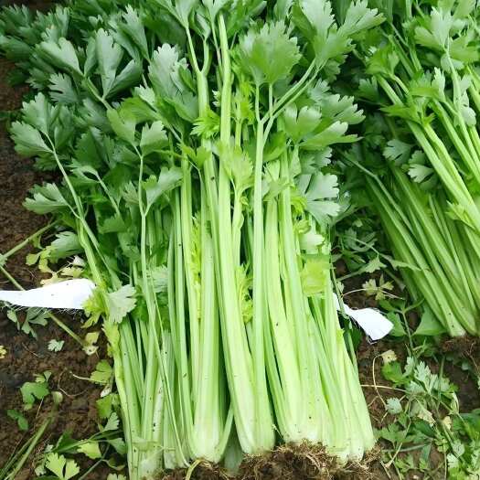 济南自家大棚芹菜