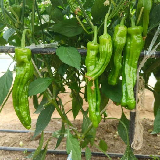 宿州 薄皮辣椒苗  基地直发 坐果率高，规格齐全，诚信经营