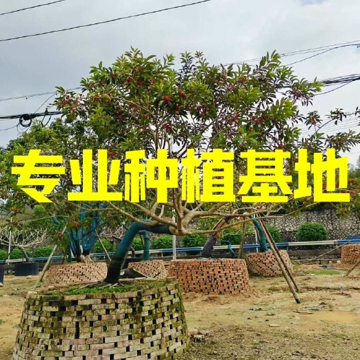 龙爪造型红果冬青种植基地批发 重庆临水铁冬青海南红果冬青价格