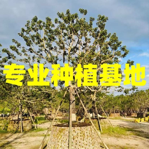 漳州福建漳州造型全冠龙爪红果冬青基地批发 斜飘临水红果冬青