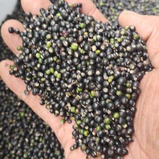 花垣县大通草种子1000千粒