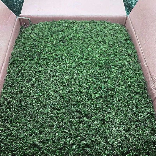 人参花，长白山产地足干参花