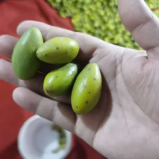 闽清县二号，福建甜橄榄，小花橄榄，漂亮的。橄榄和油甘果