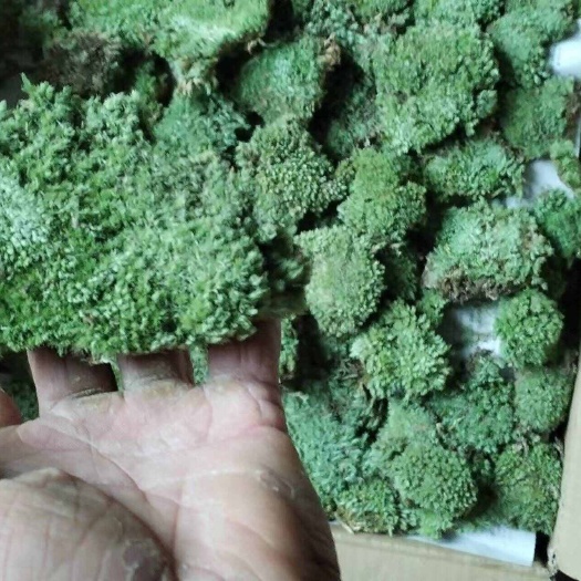 含山县苔藓