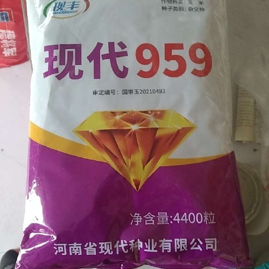 夏邑县吨粮玉米种子，现代959，抗倒，抗秀，抗青枯。