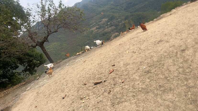 襄樊有机泥土营养土
