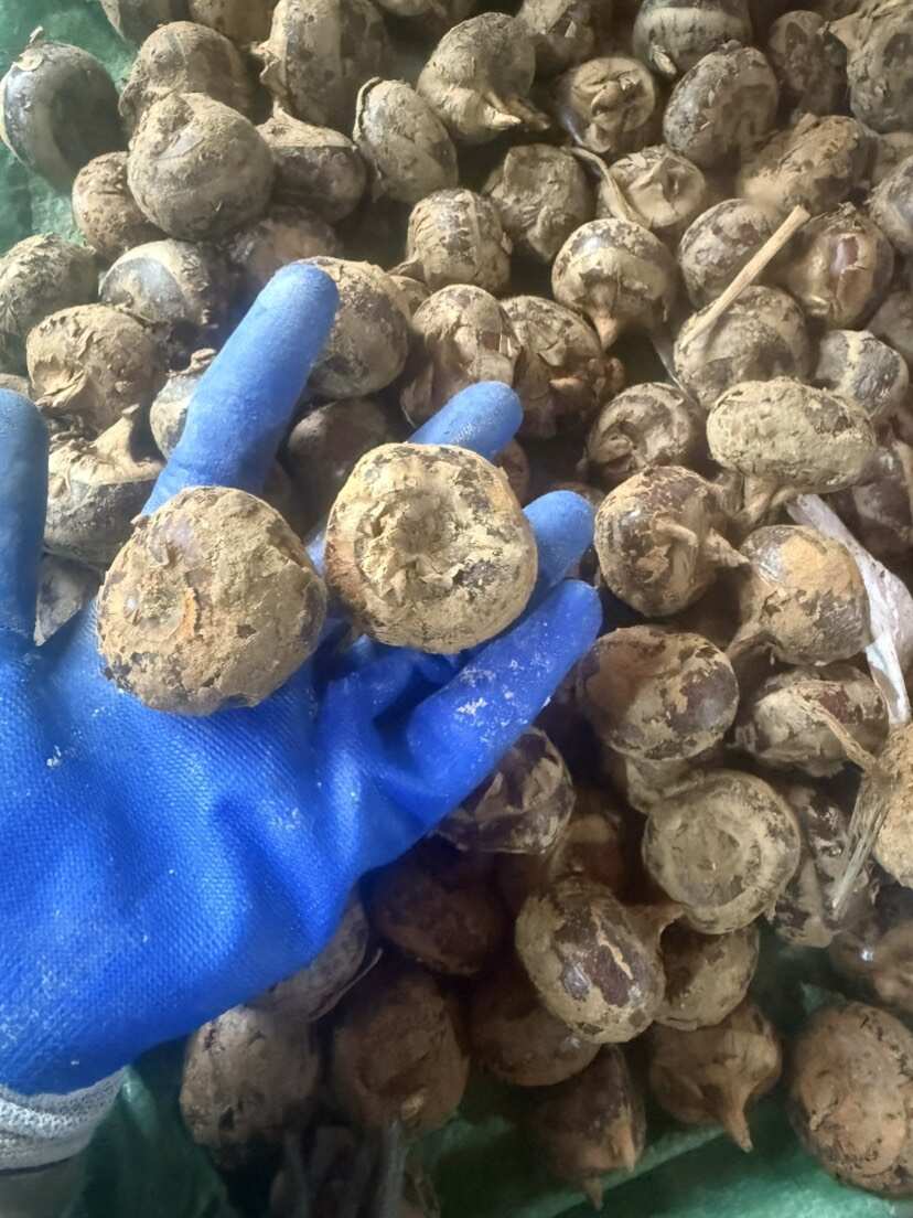 荔浦马蹄中马蹄25个以内