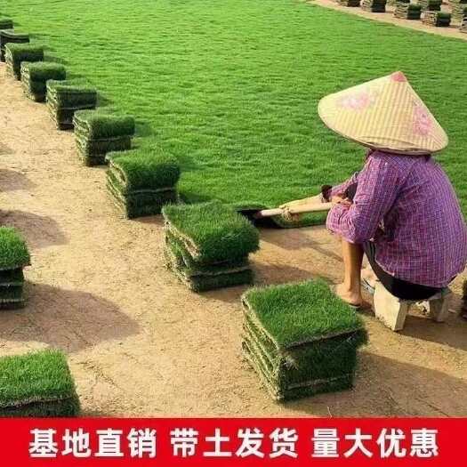 沙洋县真草皮真草坪带泥土地毯草草别墅庭院花园带土绿化草坪