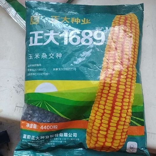 夏邑县正大1689玉米种子，杆低，抗倒，抗锈，抗青枯，