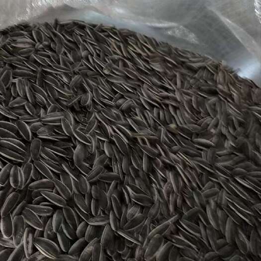 乌前旗同庆六六，总量小五万斤，颗粒饱满，毛皮光亮，千粒200以里