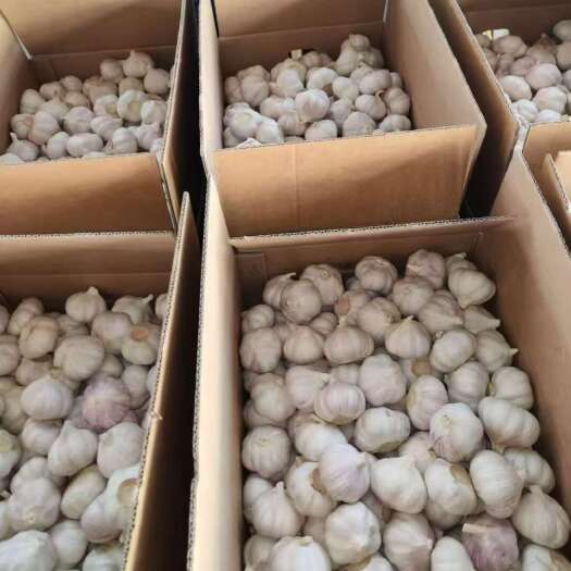 金乡县新干蒜新大蒜