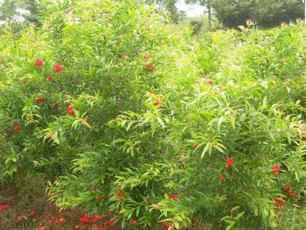 长沙花石榴