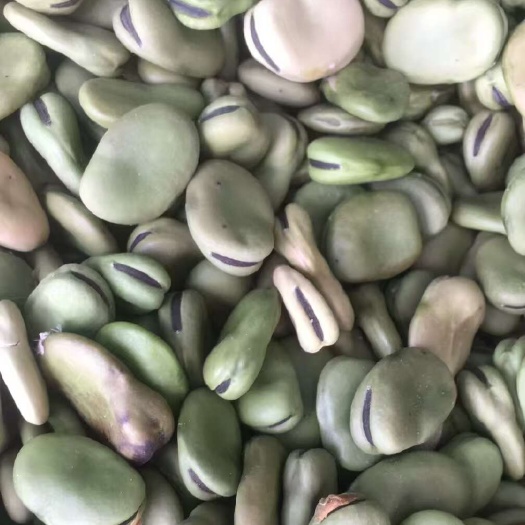 陕南特产常年现货供应蚕豆胡豆蚕豆胡豆